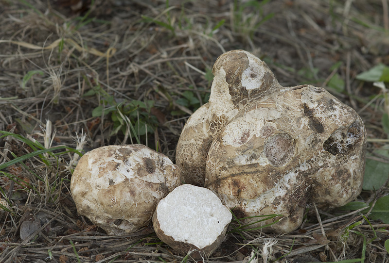 Chioromyces meandriformis